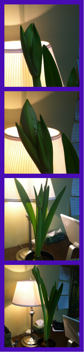 Espy, the resident amaryllis at Bergen and Associates Counselling in Winnipeg is growing steadily